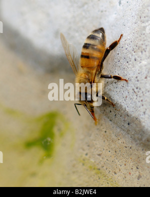 Worker Honey Bee (Apis mellifera) bevendo acqua da un bagno di uccelli in una giornata estiva a 100 gradi. Oklahoma, Stati Uniti. Foto Stock