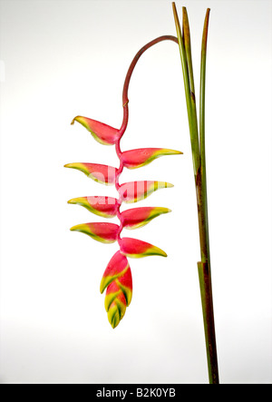Appendere HELICONIA CARIBEA olandese su sfondo bianco aragosta fiore studio shot Foto Stock