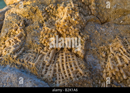 Colonie di coralli fossili coloniale pietrificati girare in pietra EGITTO MAR ROSSO Marsa Alam Marsa nakari Foto Stock