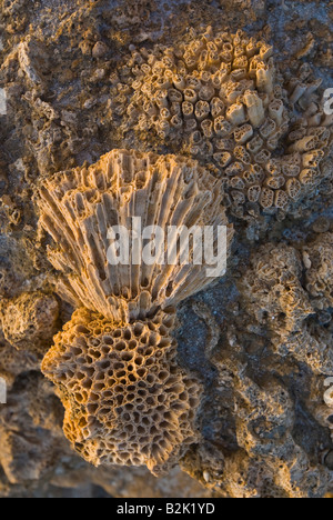 Colonie di coralli fossili coloniale pietrificati girare in pietra EGITTO MAR ROSSO Marsa Alam Marsa nakari Foto Stock