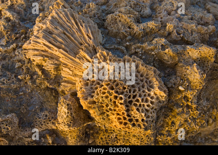 Colonie di coralli fossili coloniale pietrificati girare in pietra EGITTO MAR ROSSO Marsa Alam Marsa nakari Foto Stock