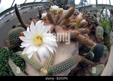 Cactus fioriti in principessa di Galles Conservatorio, Kew Gardens, London, Regno Unito Foto Stock