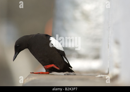 Black guillemot, Cepphus grylle, visualizzazione sulla parete del porto Foto Stock