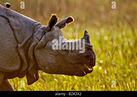 Colpo alla testa di una retroilluminazione uno asiatico a corno di rinoceronte nel parco nazionale di Kaziranga nel nord est indiano Assam Foto Stock