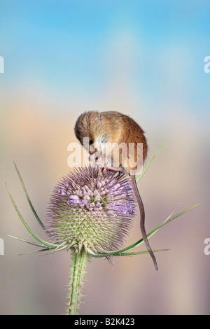 Harvest mouse Micromys minutus Potton Bedfordshire Foto Stock