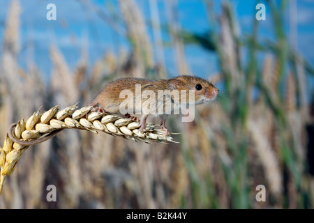 Harvest mouse Micromys minutus Potton Bedfordshire Foto Stock