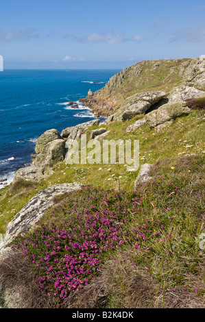 Costa con inizio Bell Heather vicino al Lands End con la signora irlandese roccia sotto Mayon cliff Cornwall Inghilterra UK GB EU Europe Foto Stock