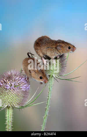 Harvest mouse Micromys minutus Potton Bedfordshire Foto Stock