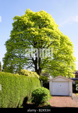 Norwegian acero,giallo leafed in primavera in Scozia centrale Foto Stock