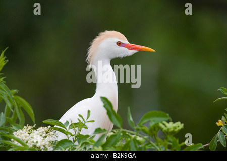 Airone guardabuoi (allevamento piume) Alligator Farm, sant Agostino, FL Foto Stock