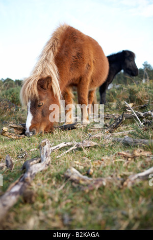 New Forest pony pascolo a 'La nuova foresta', Hampshire county, England, Regno Unito Foto Stock