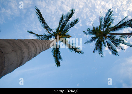 Immagine della sabbia delle spiagge di Samui Thailandia alberi di noce di cocco contro il cielo mattutino Foto Stock