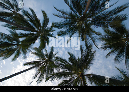 Immagine della sabbia delle spiagge di Samui Thailandia alberi di noce di cocco contro il cielo mattutino Foto Stock