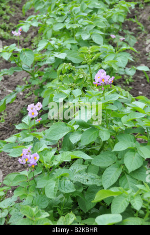 Organico raccolto di patate in fiore Foto Stock