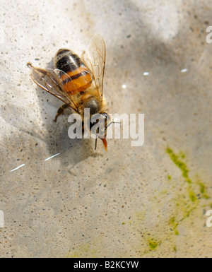 Worker Honey Bee, Apis mellifera, acqua potabile da un bagno di uccelli in una giornata estiva a 100 gradi. Oklahoma, Stati Uniti. Foto Stock