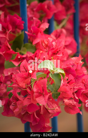 Bouganvillea Foto Stock