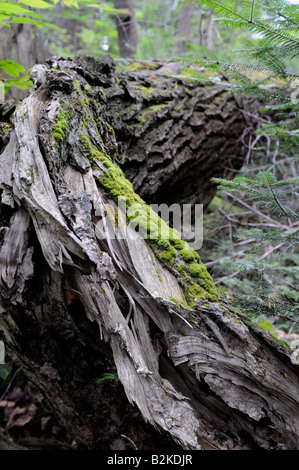 Forest Floor, Algonquin Park, Ontario, Canada Foto Stock