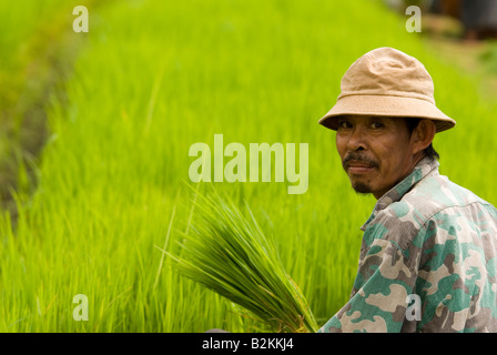 Lavoratori in campi Thai pianticelle di raccolta la preparazione per la semina dei campi di riso nel nord della Tailandia Chiang Mai Foto Stock