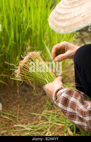 Lavoratori in campi Thai pianticelle di raccolta la preparazione per la semina dei campi di riso nel nord della Tailandia Chiang Mai Foto Stock