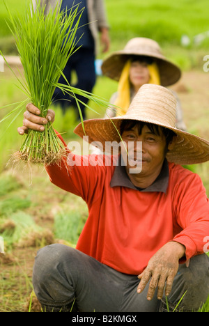 Lavoratori in campi Thai pianticelle di raccolta la preparazione per la semina dei campi di riso nel nord della Tailandia Chiang Mai Foto Stock