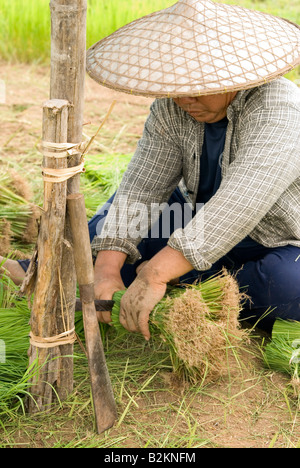 Lavoratori in campi Thai pianticelle di raccolta la preparazione per la semina dei campi di riso nel nord della Tailandia Chiang Mai Foto Stock