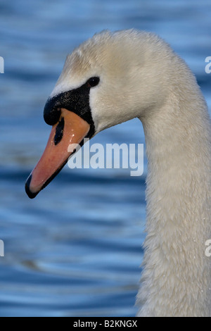 Ritratto di Cigno Cygnus olor Verulamium Park St Albans Regno Unito Foto Stock