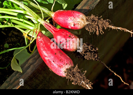 Appena raccolto ravanelli Prima colazione francese 3 cresciuto in una posizione sollevata di legno contenitore sollevato nel Regno Unito Foto Stock