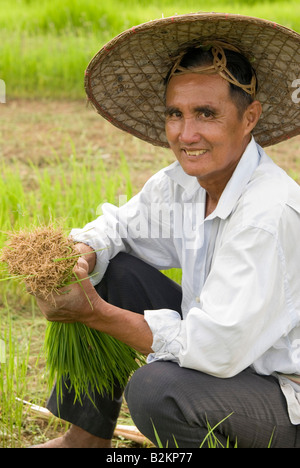 Lavoratori in campi Thai pianticelle di raccolta la preparazione per la semina dei campi di riso nel nord della Tailandia Chiang Mai Foto Stock