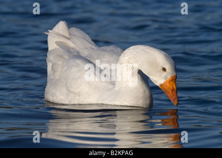 White Emden goose Anser anser domesticus Verulamium Park St Albans Regno Unito Foto Stock