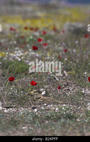 Stone Curlew Burhinus oedicnemus mimetizzati fra le scandole costiere e fiori a Skala Polichnitos, Lesbo, Grecia in aprile. Foto Stock