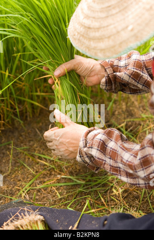 Lavoratori in campi Thai pianticelle di raccolta la preparazione per la semina dei campi di riso nel nord della Tailandia Chiang Mai Foto Stock