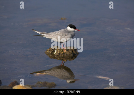 Mignattino piombato Chlidonias hybridus appollaiato sulla roccia con la riflessione nel Golfo di Kalloni, Lesbo, Grecia in aprile. Foto Stock