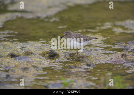 Di Temminck Stint Calidris temminckii rovistando al fiume Croussos, Lesbo, Grecia in aprile. Foto Stock