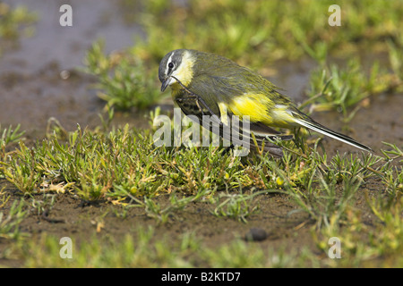 Blue-headed Wagtail giallo Motacilla flava flava arruffamento graffiare dopo la balneazione nelle vicinanze Kalloni, Lesbo, Grecia in aprile. Foto Stock