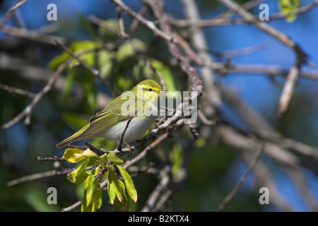 Legno Trillo Phylloscopus sibilatrix appollaiato sul ramo sulla migrazione nei pressi di Faneromeni, Lesbo, Grecia in aprile. Foto Stock