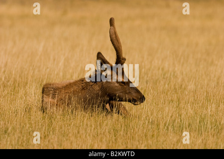 Wapiti Elk (Cervus canadensis) capretti Bull Foto Stock