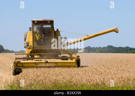 New Holland mietitrebbia nel campo di grano, Indre-et-Loire, Francia. Foto Stock