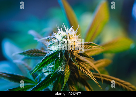 Close up di Marijuana pianta di cannabis germoglio di fiore Foto Stock