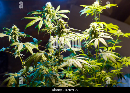 La marijuana piante di cannabis in crescita in un appartamento illegale crescere in camera Trenton New Jersey USA Foto Stock