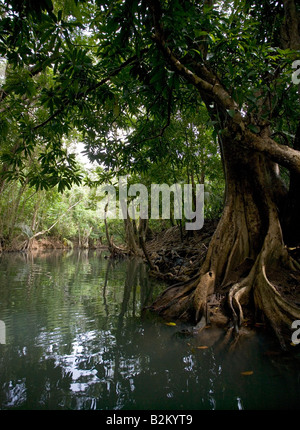 Swampblood alberi lungo il fiume indiano in Dominica s northern foreste pluviali Foto Stock