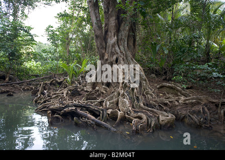 Swampblood alberi lungo il fiume indiano in Dominica del nord di foreste pluviali Foto Stock