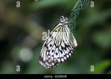 Bianco e nero Ninfa ad albero (Idea leuconoe) FARFALLA Foto Stock