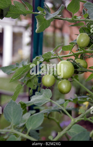 Il pomodoro MONEYMAKER SULLA VITE VINEGROWING in una serra. Foto Stock