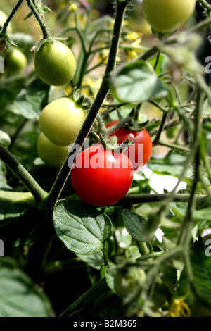 Mature Moneymaker pomodori sui tralci. Foto Stock