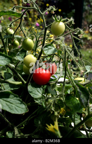 Mature Moneymaker pomodori sui tralci. Foto Stock