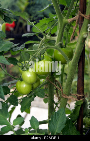 Il pomodoro MONEYMAKER SULLA VITE VINEGROWING in una serra. Foto Stock