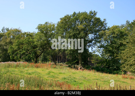 Shalford Park nel Surrey vicino a Guilford Foto Stock