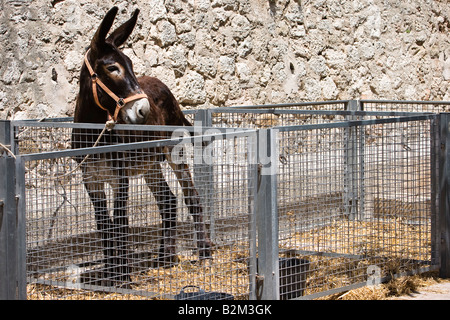 Donkey sorge in una gabbia sul farmer s market in Sineu, Maiorca, isole Baleari, Spagna Foto Stock