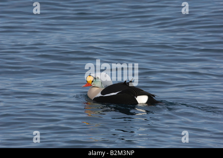 Re Eider Somateria spectabilis maschio solitario Foto Stock