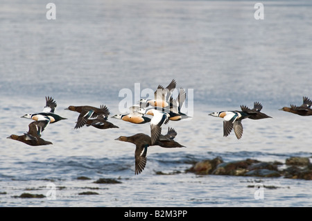 Steller s Eider Polysticta stelleri maschi e femmine in volo Foto Stock